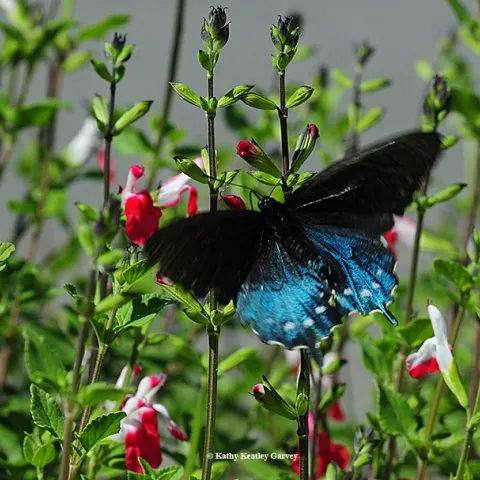 A pipevine swallowtail, Battus philenor, is like a bolt of blue. Here it heads for salvia. (Photo by Kathy Keatley Garvey)