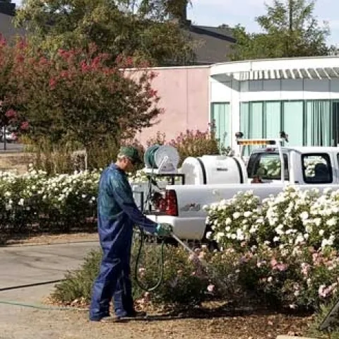 A single hose pesticide application in a landscape. (Credit: Jack Kelly Clark)