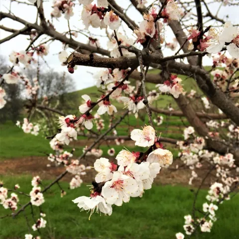 SFREC Orchard White Blossoms Close-up March 2019
