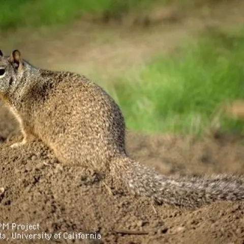 Adult California ground squirrel. (Credit: Jack Kelly Clark)