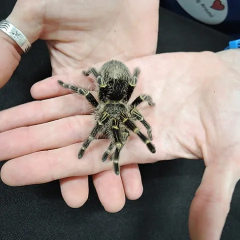 It's finals week! Coco McFluffin, a Chaco golden knee tarantula, will be one of the de-stressors at the Meet-n-Greet Bug Show from noon to 1 p.m., Tuesday, March 19 in the UC Davis LGBTQUIA Resource Center. (Photo by Kathy Keatley Garvey)