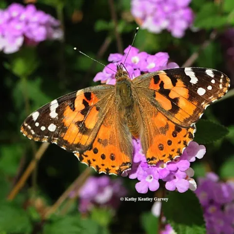 A painted lady, Vanessa cardui, photographed on lantana in Vacaville in 2015. (Photo by Kathy Keatley Garvey)