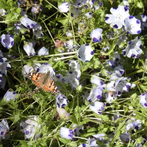 A painted lady, Vanessa cardui, nectars on five-spot, Nemophilia maculate, Wednesday afternoon, in the Biological Orchard and Gardens (BOG), UC Davis campus. (Photo by Kathy Keatley Garvey)