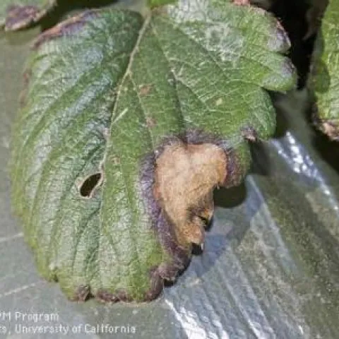 Leaf blotch caused by Zythia fragariae in strawberry. Note the purple margin on the edge of the blotch.