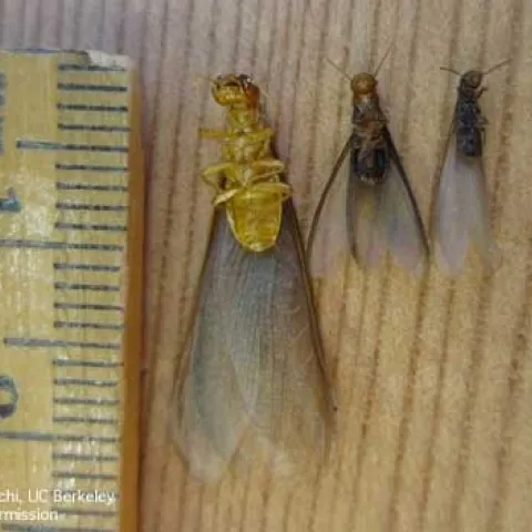 Adults of dampwood, drywood, and subterranean termites. (Robin Tabuchi, UC Berkeley)