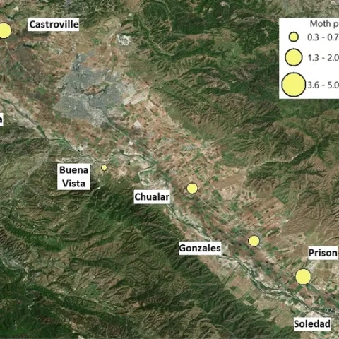 Captures of diamondback male moths across the Salinas Valley. This map shows captures collected on March 19th, 2019.