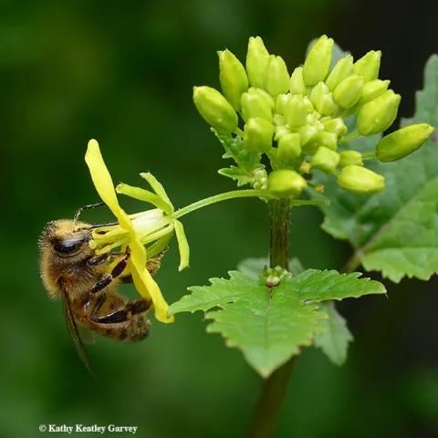 A pollen-laden honey bee nectaring a mustard blossom in Vacaville, Calif. this week: in between the rains! (Photo by Kathy Keatley Garvey)