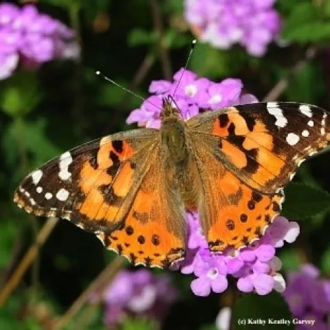 Painted lady adult