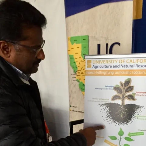 Surendra Dara, UC Cooperative Extension advisor, explores innovative options to control pests using microbials as biological controls.