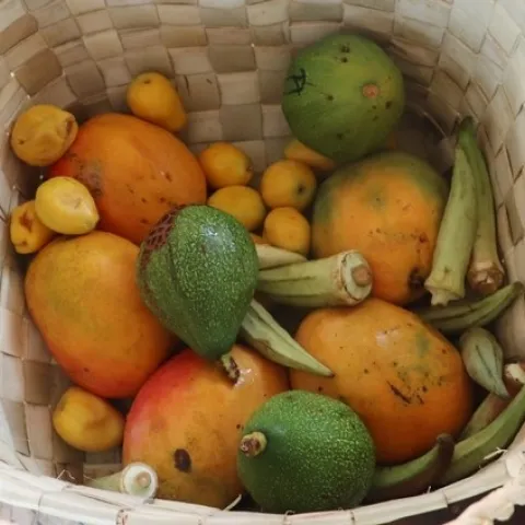 Guinea: Cesta de frutas y verduras frescas, lista para lavar y rebanar, con mangos, aguacates y okra. (Foto del Laboratorio de Innovación de Horticultura por Archie Jarman/UC Davis)