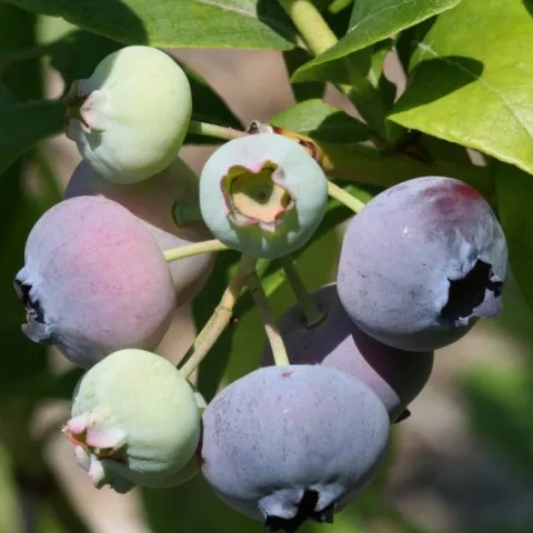 Ripening blueberries. Photo courtesy of Gardensoft