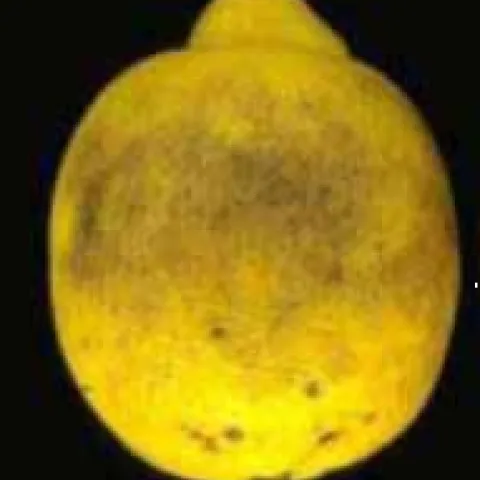 Septoria Symptoms Citrus