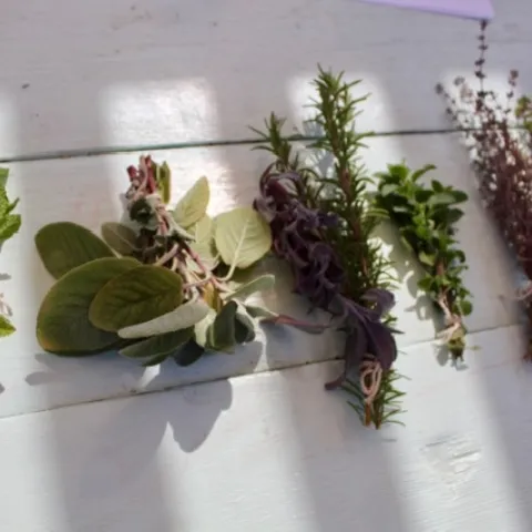 Some early herbs from Bonnie Kelley's garden