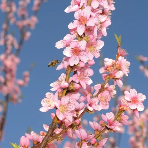 A honeybee approaches peach blossoms. (Photo: Kathy Keatley Garvey)