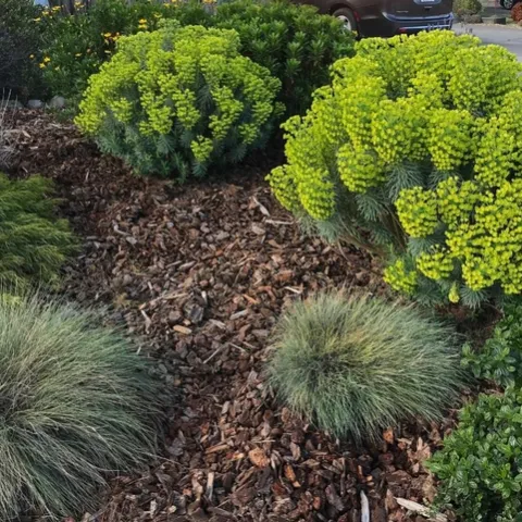 Euphorbia. (photos by Karen Metz)