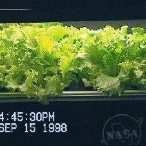 NASA-Aeroponics Lettuce Photo by Richard Stoner II
