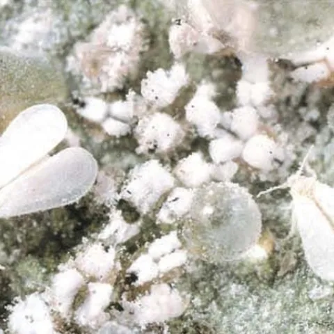 A dense population of winged adult whiteflies and nymphal stages cover foliage, producing large amounts of honeydew (the clear droplet). (Photo: California Agriculture journal)