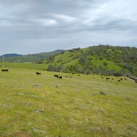 Cattle grazing in the project area.