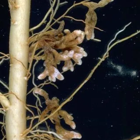 Figure 1. Root nodules containing nitrogen fixing bacteria.
