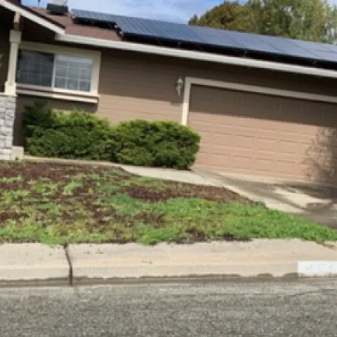 wood chip "lawn" weed problems