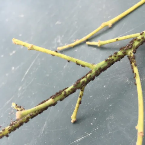 avocado aphids
