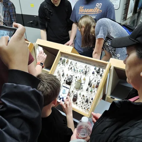 Scores of visitors will tour the Bohart Museum of Entomology on UC Davis Picnic Day, Saturday, April 13. (Photo by Kathy Keatley Garvey)