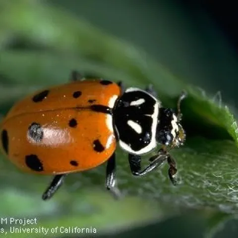 Convergent Lady Beetle Adult (Credit: Jack Kelly Clark)