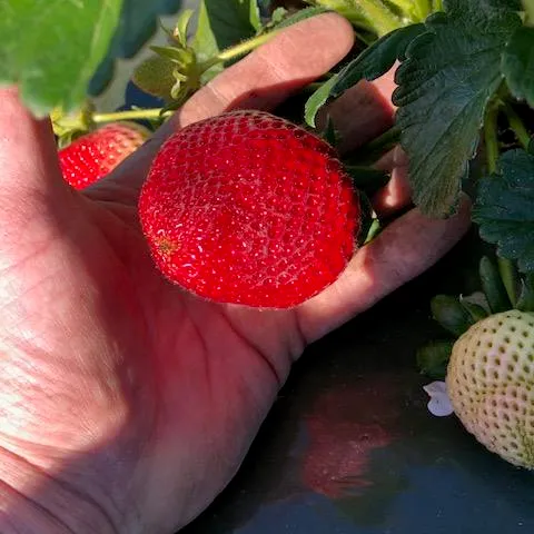 Found this beautiful number in my KPAM crop termination plot. San Andreas variety, almost as big as my hand, easily tops 50 g.