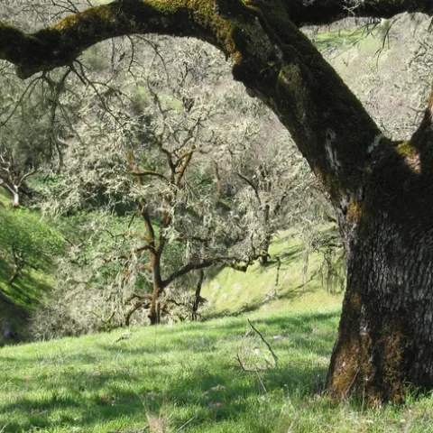 Ghost pines, live oaks, black oaks and madrones, among other trees, make their stand interspersed with annual and perennial grasses at the headwaters of a California watershed. (Photo: David Lewis)