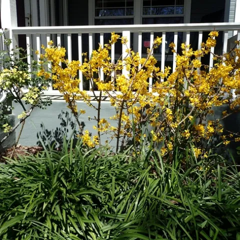 Forsythia hedgerow. photos by Patricia Matteson