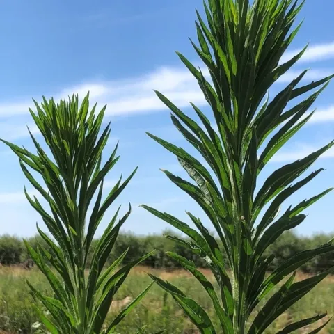 horseweed bolting