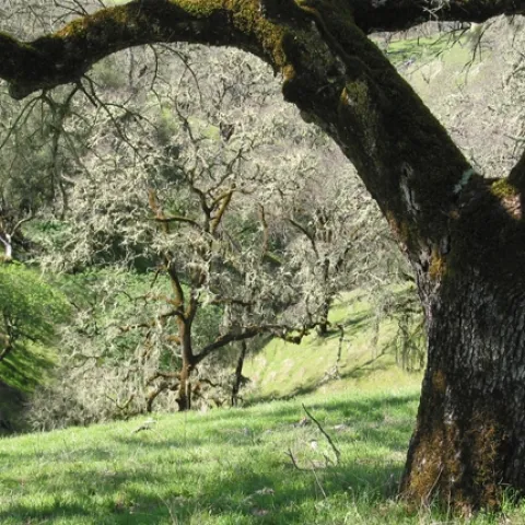 Ghost pines, live oaks, black oaks, and madrones, among other trees, make their stand interspersed with annual and perennial grasses at the headwaters of a California watershed. Photo by David Lewis.