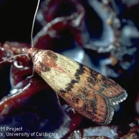 Adult Indian mealmoth. (Jack Kelly Clark, UC IPM)