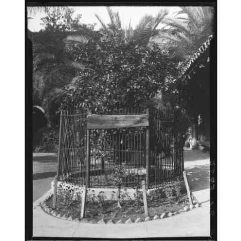 The Riverside Washington Navel tree surrounded by open fencing in this 1932 picture. View the Riverside Press-Enterprise to see a photo of the large steel structure that now looms over the tree. (Photo: Department of Interior)