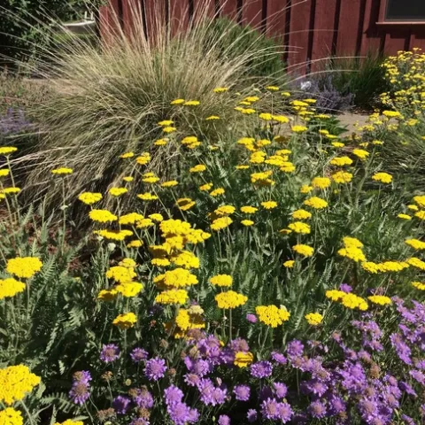 Moonshine yarrow with deer grass in background by Laura Kling