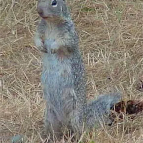 Ground Squirrel - Photo Credit: © 2005 Kim Cabrera