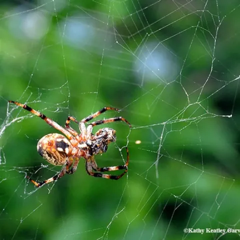 An orb weaver at work in Vacaville, Calif. (Photo by Kathy Keatley Garvey)
