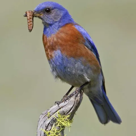 Western bluebird eating a caterpillar pest. Image by Glenn Bartley/VIREO.