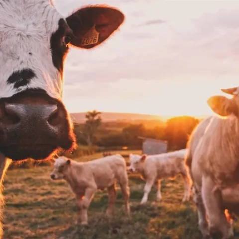 Cows in a field. Photo credit: Stijn Te Strake on Unsplash