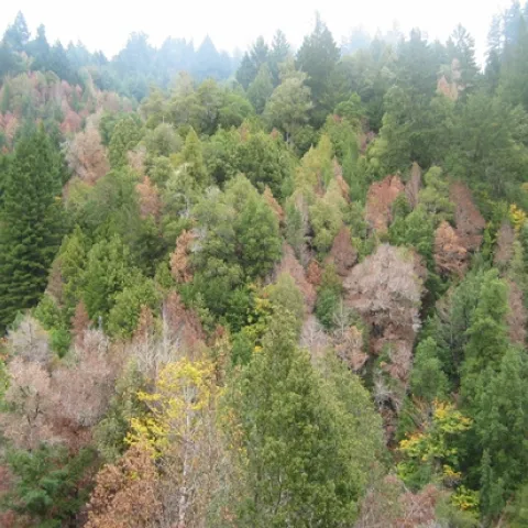 Dead tanoak trees within a Humboldt County forest. (Photo: Suddenoakdeath.org)