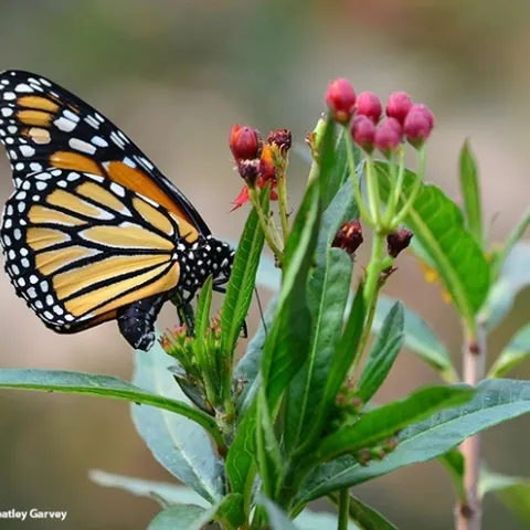 A monarch butterfly laying an egg on tropical milkweed. (Photo by Kathy Keatley Garvey)