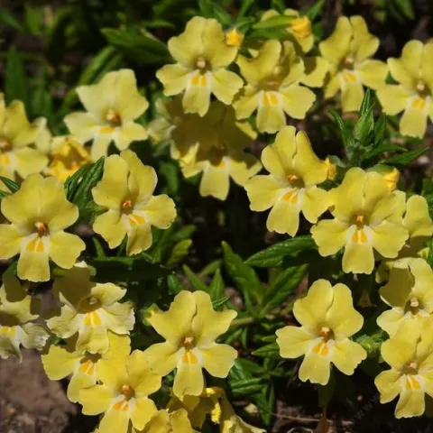 Mimulus<br>diplacus-longiflorus