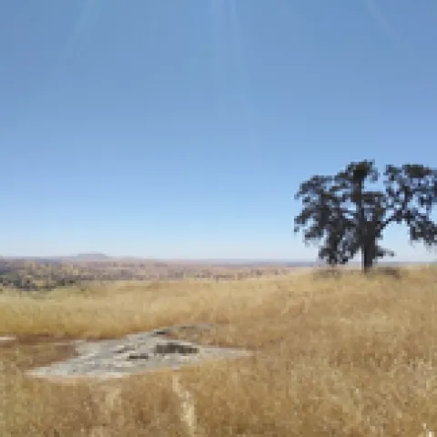 SJER Burned Site