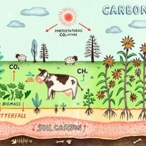 Carbon Farming. Photo credit: LandSmart