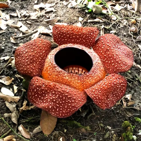 Raffelesia. photo by Lowell Cooper