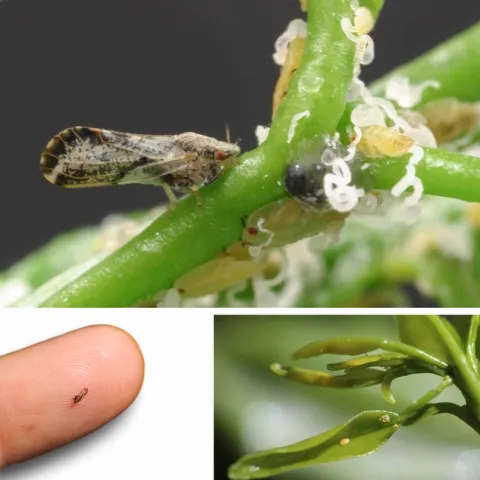 ACP adult and nymphs with white tubules by ANR