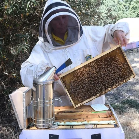 Beekeeper Wendy Mather, program manager of the California Beekeeper Program, examines a frame at the Harry H. Laidlaw Jr. Honey Bee Research Facility, UC Davis. She will be among those answering questions at the California Honey Festival. (Photo by Kathy Keatley Garvey)