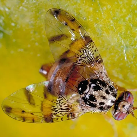 James R. Carey, distinguished professor of entomology, is the author of a landmark study published in the journal Science in 1992 that showed mortality of Mediterranean fruit flies (medflies) slows at older ages. This is an image by photographer Jack Kelly Clark, formerly of the UC Integrated Pest Management Program.