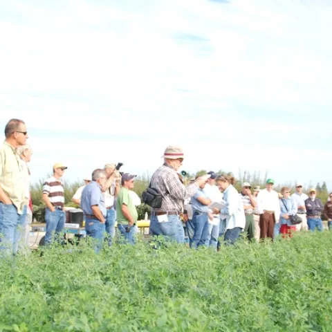 Alfalfa Field Day