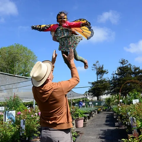 Pollinator Posse member, Seth Newton Patel of Oakland watches his 4-year-old daughter Saathiya Patel, 4, dressed as a monarch butterfly, take flight. (Photo by Kathy Keatley Garvey)